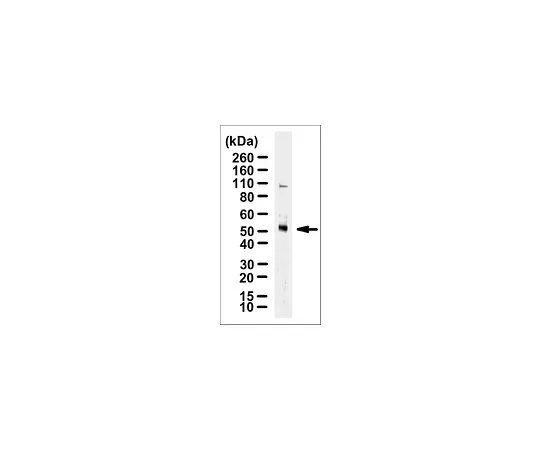 62-8503-55　Anti-TRAF4, clone 5MLN-2H1　MABC985