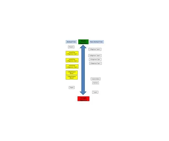 62-8532-88　Animal Free Collagenase/Dispase Bl*** II　SCR140