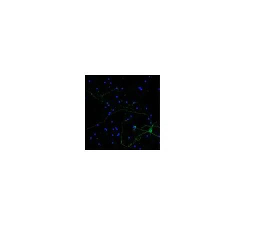 62-8497-28　Anti-Neurofilament H, clone NE14, Alexa Fluor(R) 488 Conjugated; 40 μg　MAB5256X