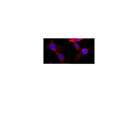 62-8494-91　Anti-Histone, clone H11-4; 100 μg　MAB3422