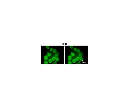 62-8508-18　Anti-Nup98 Antibody, clone 2H10　MABE1040