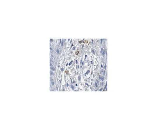 62-8502-48　Anti-TRP1/TYRP1, clone TA99, Azide Free　MABC592
