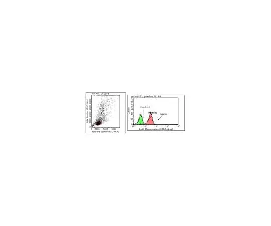 62-8505-63　Anti-phospho STAT6 (Tyr641), clone 19E2.1; 100 μg　MABE270