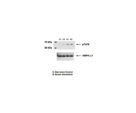 62-8471-12　Anti-phospho-AMPK alpha-1 Antibody, (Thr479)　ABS981