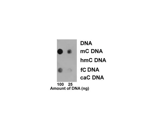 62-8508-37　Anti-5-Methylcytosine (5mC) Antibody, clone EDL MC-4　MABE1081