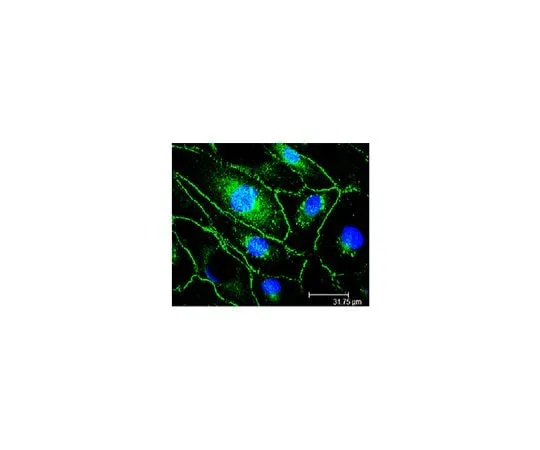 62-8527-17　Anti-VE-Cadherin Antibody, clone Vli37　MABT886