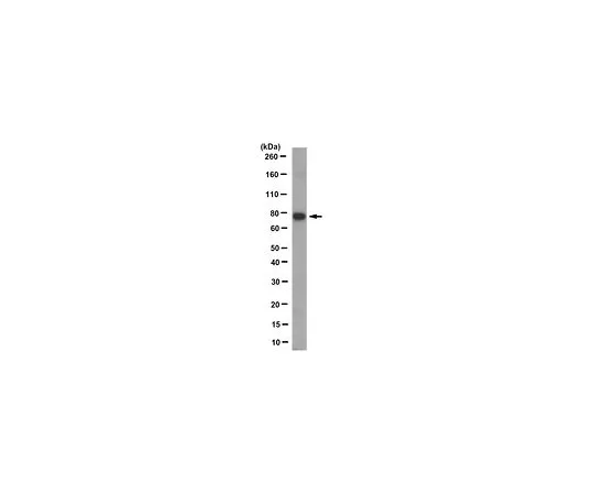 62-8526-85　Anti-Cortactin (p80/85) Antibody, clone 5G3.2　MABT524