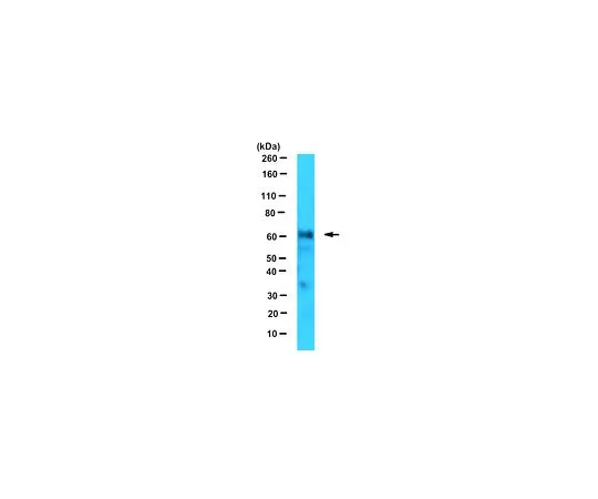 62-8502-08　Anti-FANCC, clone 8F3　MABC524