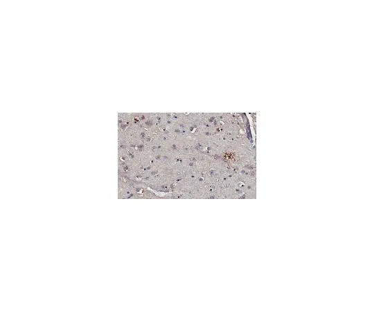 62-8497-90　Anti-Tau Antibody, Cleaved (D421), clone Tau-C3, Ascites Free　MAB5430-C