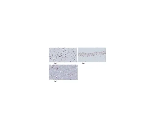 62-8504-21　Anti-MyT1L, clone 20B4.1　MABD50