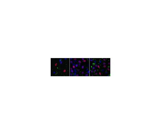 62-8524-10　Anti-Geminin Antibody, clone 4B10.1　MABS1212
