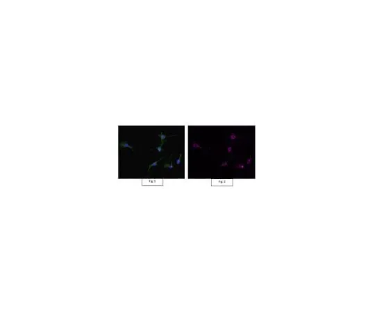 62-8491-11　Anti-Actin Antibody, clone C4, Alexa Fluor(R) 647 conjugate　MAB1501-AF647