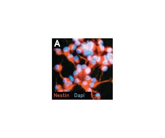 62-8532-53　Neural Stem Cell Marker Characterization Kit; 1 kit　SCR019