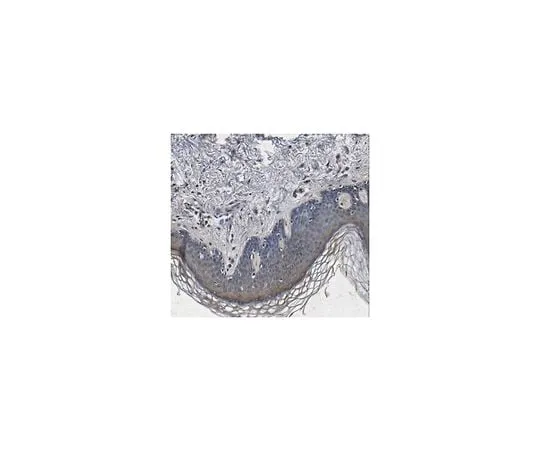 62-8473-43　Anti-Decorin Antibody　ABT276