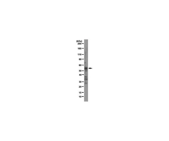 62-8505-28　Anti-Fox1, clone D8F8; 100 μg　MABE159
