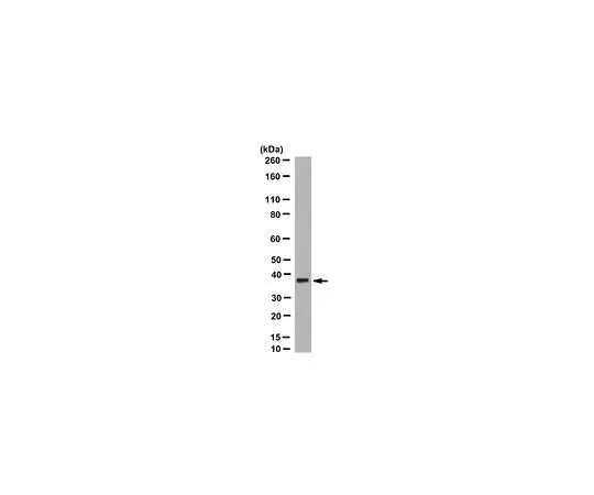 62-8522-93　Anti-Anoctamin-5 Antibody, clone 5F7　MABS501