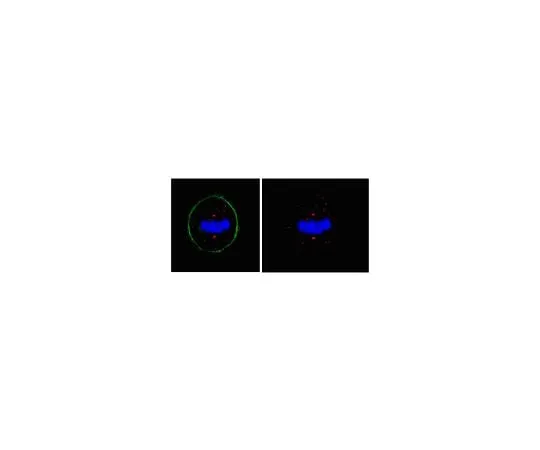 62-8472-46　Anti-Pericentrin; 100 μg　ABT59