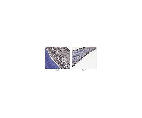 62-8525-89　Anti-Osterix (SP7) Antibody, clone 6B12.1, Cat. No. MABT179　MABT179