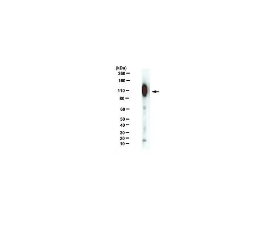 62-8517-66　Anti-APP-C99, clone mC99(1-7)　MABN381