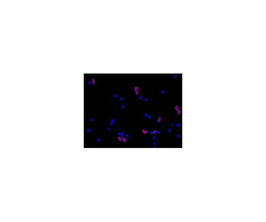 62-8489-20　Anti-NeuN, clone A60, Cy3 Conjugate; 100 μL　MAB377C3