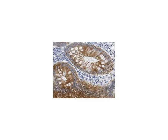 62-8494-77　Anti-Cytokeratin 18, clone CK2 (Ascites Free)　MAB3404-C