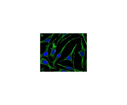 62-8519-13　Anti-PTH1R, clone 4D2　MABN688