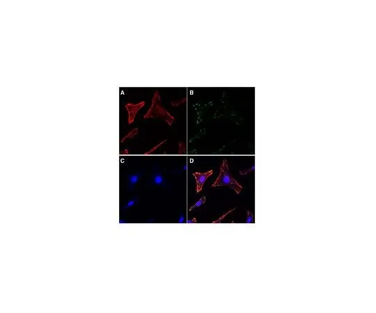62-8483-27　Actin Cytoskeleton / Focal Adhesion Staining Kit; 100 assays　FAK100