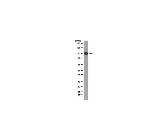 62-8519-45　Anti-TrpC3, clone 10H6　MABN748
