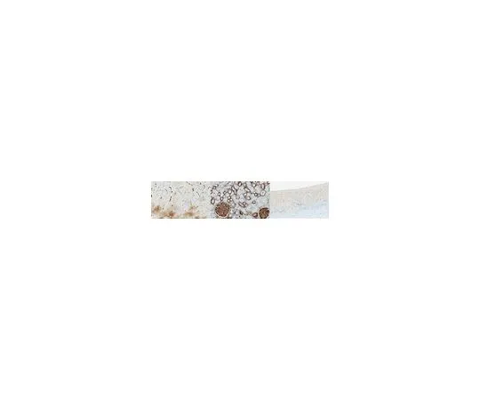 62-8521-34　Anti-PMCA4b Antibody, clone JA3　MABN1801