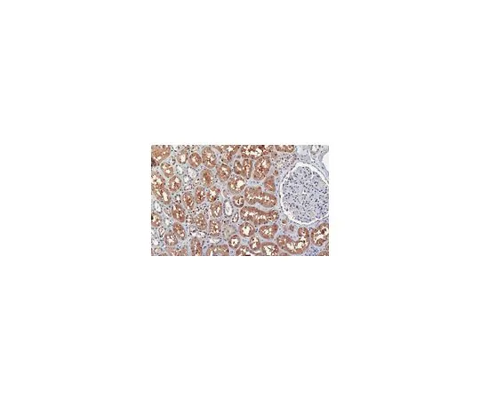 62-8508-47　Anti-PRMT9 Antibody, clone 128-29-1　MABE1112