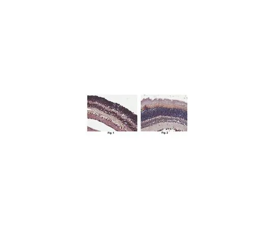 62-8519-74　Anti-EYS Antibody, clone 3G10.1　MABN807
