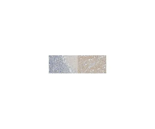 62-8521-63　Anti-Catenin Delta-2 Antibody, clone 12B4　MABN2254