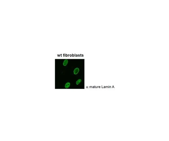 62-8526-21　Anti-Lamin A (mature), clone 4A4-A4　MABT330