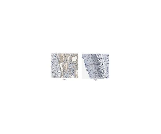 62-8505-33　Anti-SNAI1 Antibody, clone 10H4.1 Cat. No. MABE167　MABE167