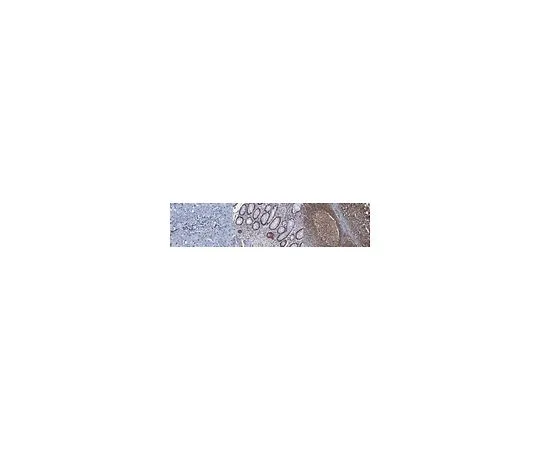 62-8497-92　Anti-CREB Antibody, clone LB9, Ascites Free　MAB5432-C