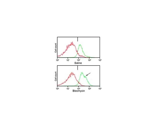 62-8473-28　Anti-Telo-Collagen Type I, A1/COL1A1　ABT256