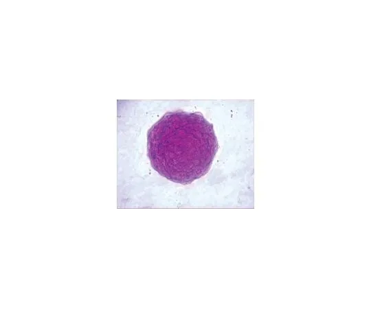 62-8488-13　Leukemia Inhibitory Factor, recombinant mo***; 5 μg　LIF2005
