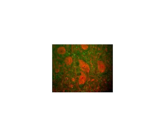 62-8516-49　Anti-UCHL1, clone MCA-BH7　MABN48