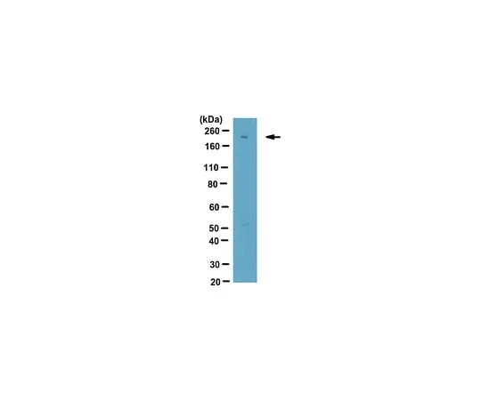 62-8470-40　Anti-LTBP-1 Antibody　ABS502