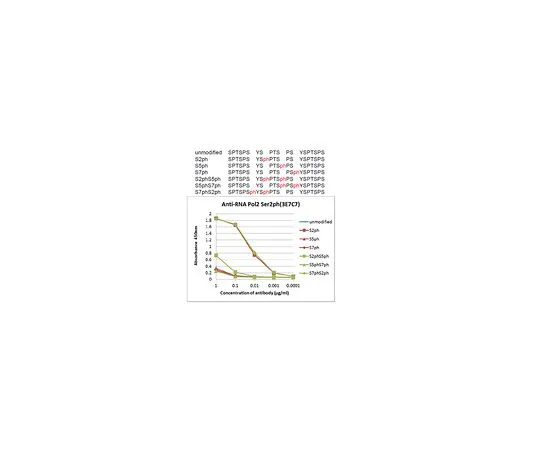 62-8507-76　Anti-phospho RNA Pol II (Ser2), clone 3E7C7　MABE953