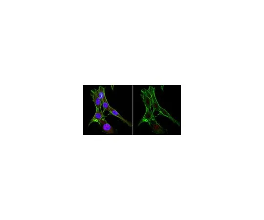 62-8508-74　Anti-Cas9 Antibody, NT Antibody, clone 8C1-F10　MABE1669