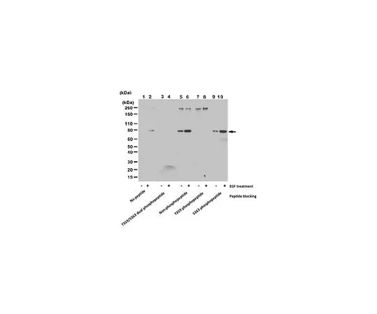 62-8472-09　Anti-phospho-Rsk1 (Thr359/Ser363) Antibody　ABS1849