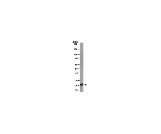 62-8505-83　Anti-p21WAF1, clone EA10; 100 μg　MABE325
