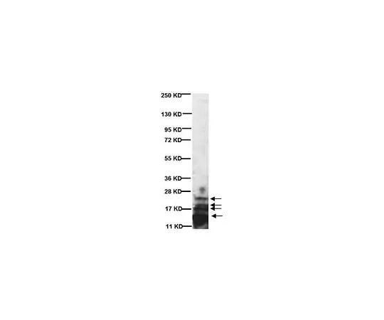 62-8489-28　Anti-Myelin Basic Protein, a.a. 82-87; 1 mL　MAB386