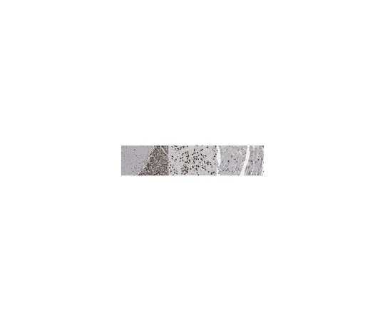 62-8507-81　Anti-Fox1 Antibody, clone A2BP1　MABE960