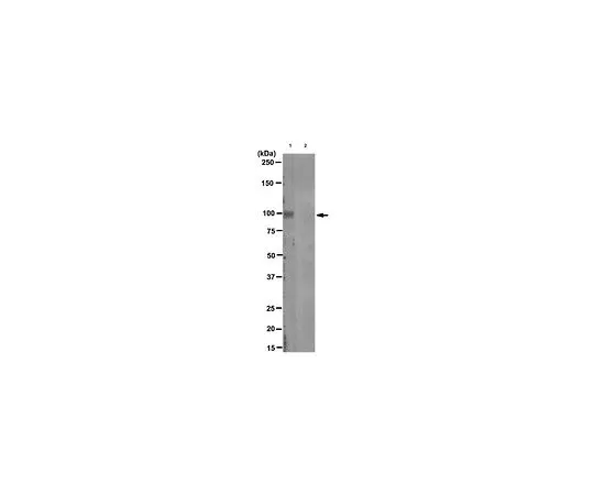 62-8516-75　Anti-phospho GluR2 (Ser880), clone 022.19.5; 100 μg　MABN103