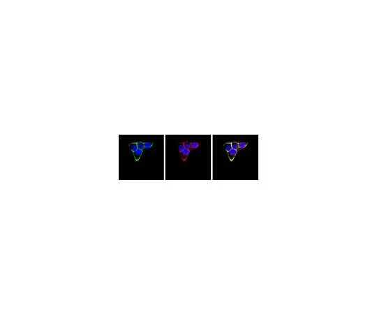 62-8493-56　Anti-Integrin beta1, clone 6S6; 100 μg　MAB2253