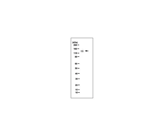 62-8502-43　Anti-Sulf-2, clone 2B4　MABC584