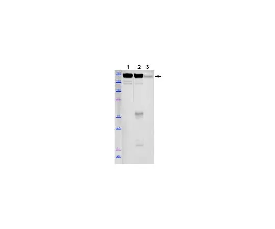 62-8527-09　Anti-Myosin-2 (MYH2) Antibody, clone SC-71　MABT840