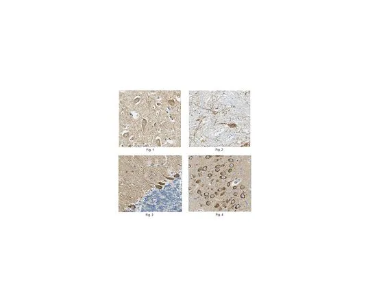 62-8519-84　Anti-pan-AMPA receptor (GluR1-4), clone 2D8 Antibody　MABN832